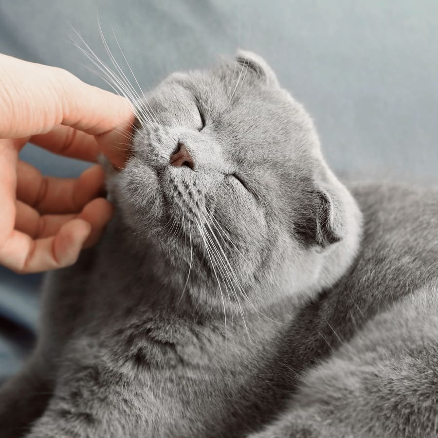 vet checks up the cat at Brentwood Veterinary Clinic