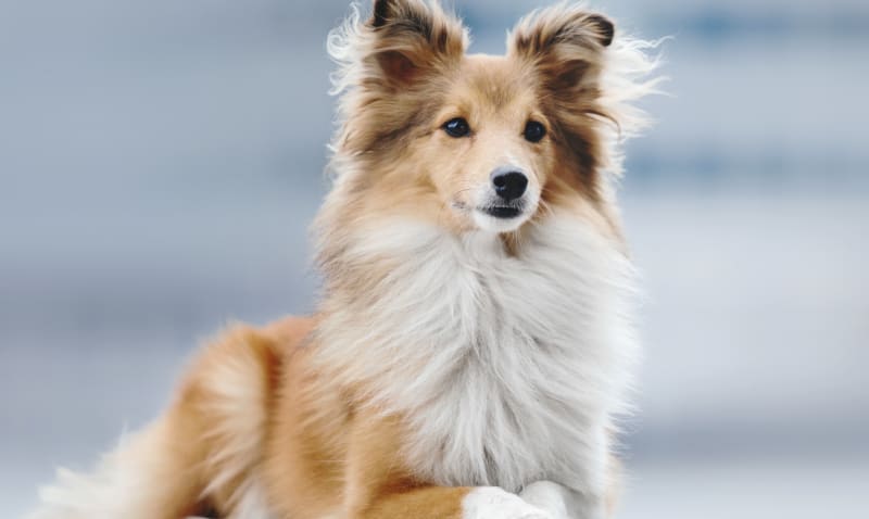 Internal medicine vet in Brentwood