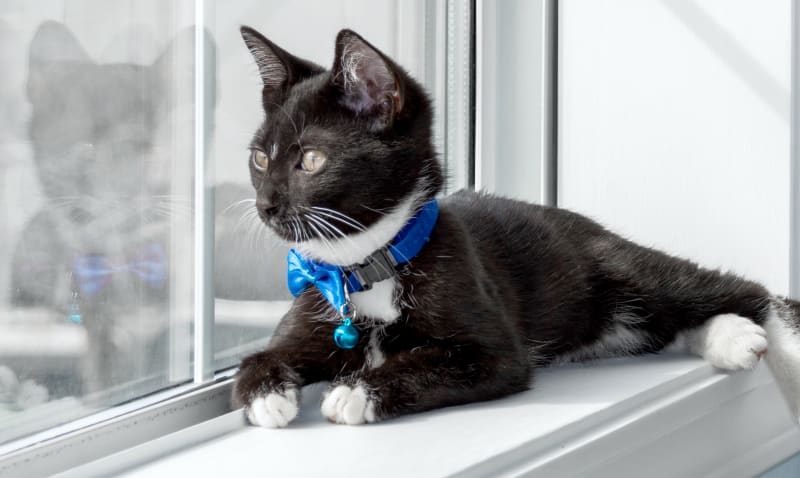 Pet Vaccinations in Brentwood