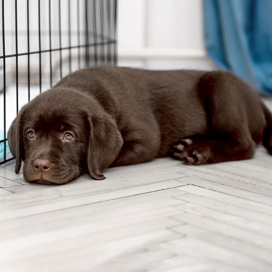 puppy at veterinarian in Brentwood