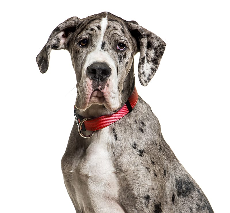 Giant Dogs, Brentwood Veterinary Clinic